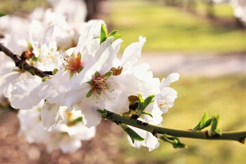 Obraz premium Close up white almond flowers bunch blooming . photo spring background copy space