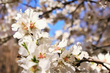 White almond flowers blooming on the tree in springtime . photo