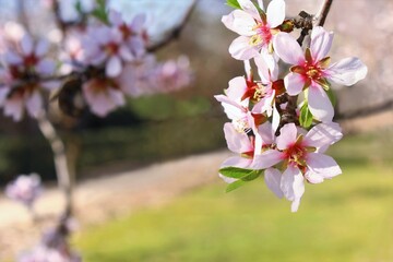Pink almond flowers bunch hanging on the tree. photo on blur background copy space