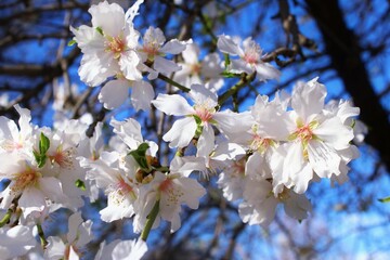 White almond flower blooming on the tree photo springtime background
