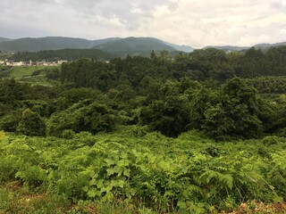 Fototapeta na wymiar green plantation