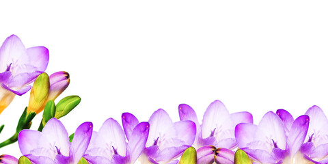 spring crocus flowers with copyspace