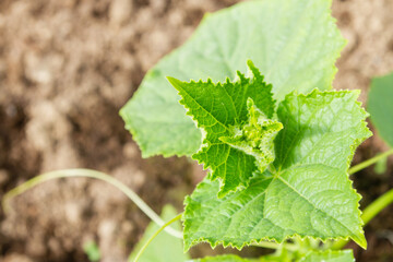 Cucumber seedlings grow in the garden in the summer in the greenhouse - 488168115