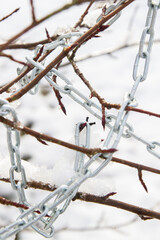 Metal chain hanging on a bush branch in winter - 488168141