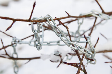 Metal chain hanging on a bush branch in winter - 488168168