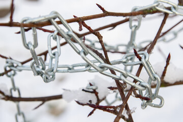 Metal chain hanging on a bush branch in winter - 488168183