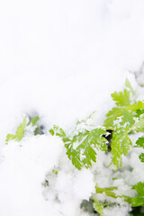 Green parsley grows in the garden in winter under the snow - 488168902