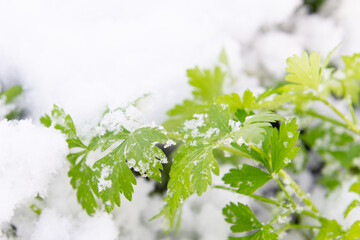 Green parsley grows in the garden in winter under the snow - 488168911
