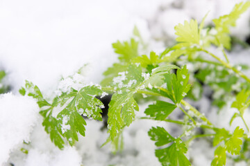 Green parsley grows in the garden in winter under the snow - 488168926