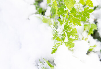 Green parsley grows in the garden in winter under the snow - 488168934