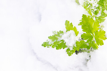 Green parsley grows in the garden in winter under the snow - 488168942