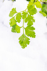 Green parsley grows in the garden in winter under the snow