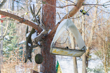 A bird feeder hangs on a tree in the village yard - 488169571