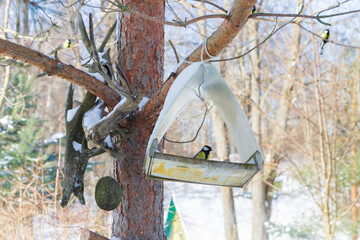 A bird feeder hangs on a tree in the village yard - 488169589