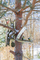 A bird feeder hangs on a tree in the village yard - 488169761