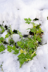 Green parsley grows in the garden in winter under the snow - 488169911