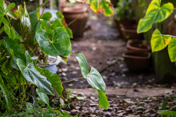 Gardening