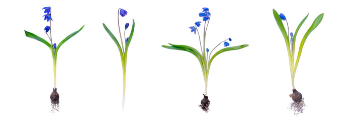Bulbous perennial early spring flowers squill isolated on white background. Banner. - obrazy, fototapety, plakaty