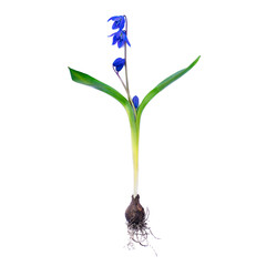 Early spring flower isolated on white background. Siberian Squill (Scilla siberica).