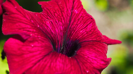 Macro de pétales de fleurs de différentes variétés, dans un jardin, en saison estivale