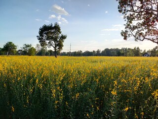 Obraz premium sunn hemp