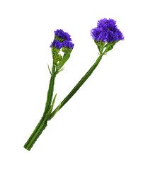 Twig of purple statice flowers isolated