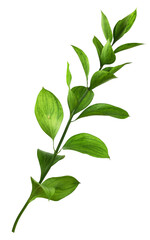 Twig of ruscus with green leaves isolated