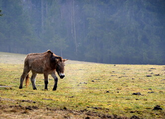 Altes Przewalski Pferd im Winter auf einer Lichtung