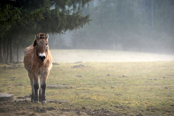 Altes Przewalski Pferd im Winter auf einer Lichtung