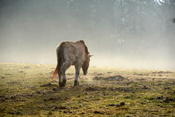 Fototapeta na wymiar Altes Przewalski Pferd im Winter auf einer Lichtung