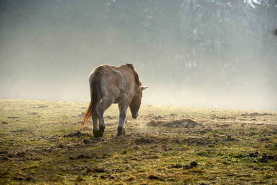 Altes Przewalski Pferd im Winter auf einer Lichtung