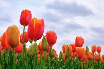 チューリップの花と空　春の風景
