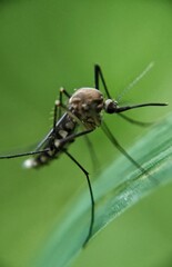dragonfly on a green leaf