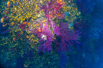 Paramuricea clavata red gorgonia of the mediterranean sea- Diving in the marine national park close to Portofino