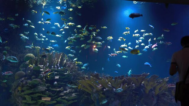 Fish tank in aquarium in Valencia