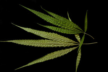 cannabis leaf on black background