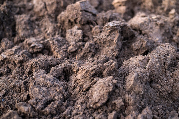 ground in garden. gardening concept