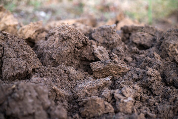 ground in garden. gardening concept