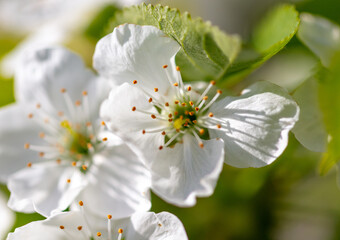 Flowers on the cherry tree.