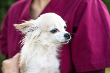 Old ugly chihuahua dog on vets hands