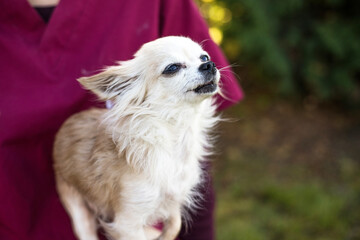 Fototapeta premium Old ugly chihuahua dog on vets hands