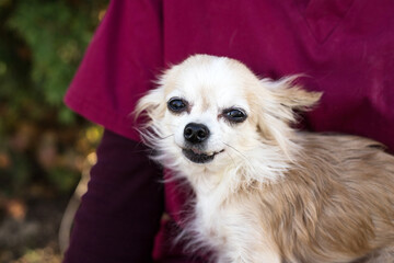 Old ugly chihuahua dog on vets hands