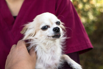 Old ugly chihuahua dog on vets hands