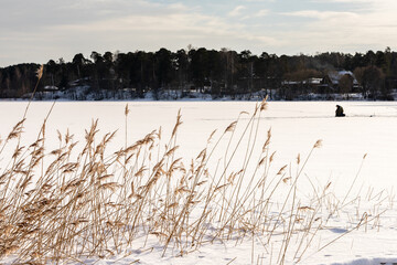 Low angle view through reeds to frozen lake where fisherman sits on a chair, ice-screw behind him at sunny winter day. Winter ice fishing on a snow covered frozen lake.