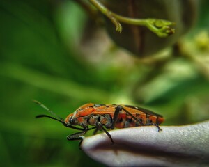 the butterfly on a leaf