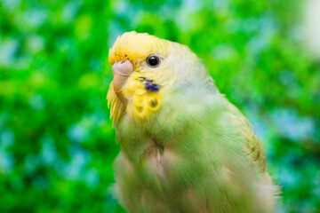 A budgie in front of fresh greenery