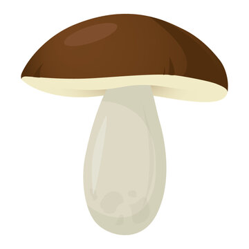 Mushroom Boletus Vector Icon Cartoon cep drawing