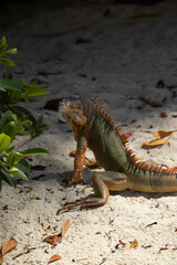 Iguana on the beach