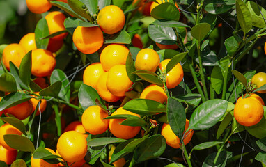 Ripe tangerines on the branches of a tree