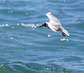 Seagull in flight against the background of the blue sea.